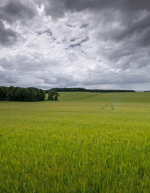 About SaskBooks - sask field with cloudy sky